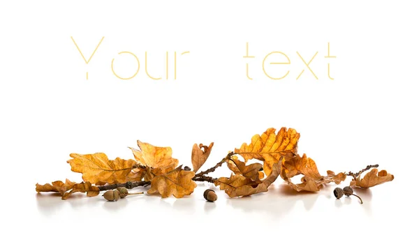 秋のテーマにレイアウト 茶色のオークの葉と白の背景にアコーン テキスト配置の準備ができて — ストック写真