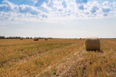 Güneşli bir sonbahar gününde, ormanın kenarındaki biçilmiş bir tarlada saman ruloları. Hasat..
