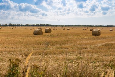 Samanlı kendi tarlam ve güneşli bir günde yeşil bitki örtüsü olan bir vadi..