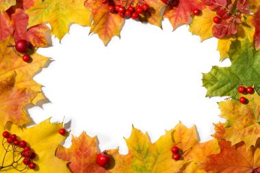 Canlı renkli akçaağaç yapraklarından yapılmış çerçeve ve dağ külünün olgun kırmızı meyveleri ve içinde beyaz arka plan olan gül hippilerinden. Sonbahar teması.