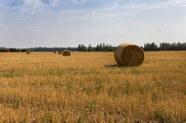 Güneşli bir sonbahar gününde, ormanın kenarındaki biçilmiş bir tarlada saman ruloları. Hasat..