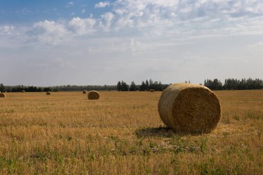 Güneşli bir günde, ormanın kenarındaki biçilmiş bir tarlada saman ruloları. Kırsal sonbahar manzarası.