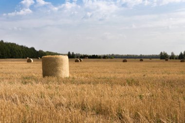 Güneşli bir günde, ormanın kenarındaki biçilmiş bir tarlada saman ruloları. Kırsal sonbahar manzarası.