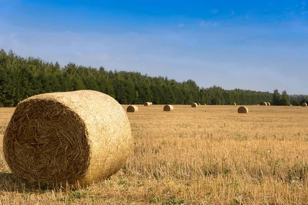 Rolls of hay on a mown field on the edge of the forest on a sunny day.