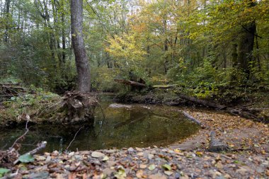 Bir dağ geçidinde bir deresi olan sonbahar manzarası. Dere ağacın köklerini açtı..