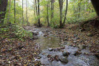 Nehir sonbahar ormanında taşlı bir yatak boyunca akar. Sonbahar manzarası.