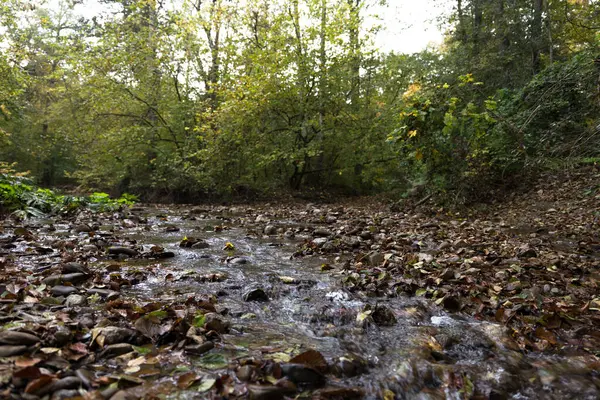 Bäcken Rinner Utmed Stenig Bädd Höstskogen Höstlandskap — Stockfoto