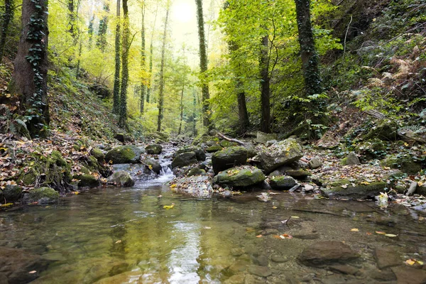 秋天森林里的山谷里的溪流 美丽的秋天风景 — 图库照片