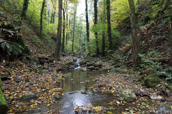 Ein Bach Einer Engen Bewaldeten Bergschlucht Einem Herbstlichen Wald — Stockfoto