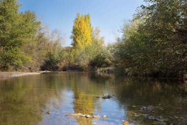 Güneşli bir günde nehrin yüzeyine yansıyan sarı-yeşil ağaçlar. Sonbahar manzarası.