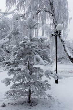Şehir parkındaki ağaçların ve çalıların üzerinde tüylü bir kürk toprağı. Güzel kış manzarası.