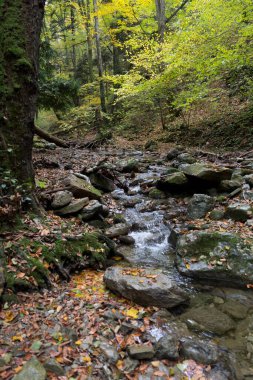 Dar bir dağ geçidinde nemli bir sonbahar ormanında düşen yapraklarla kayalık toprağın üzerinden sular akar..
