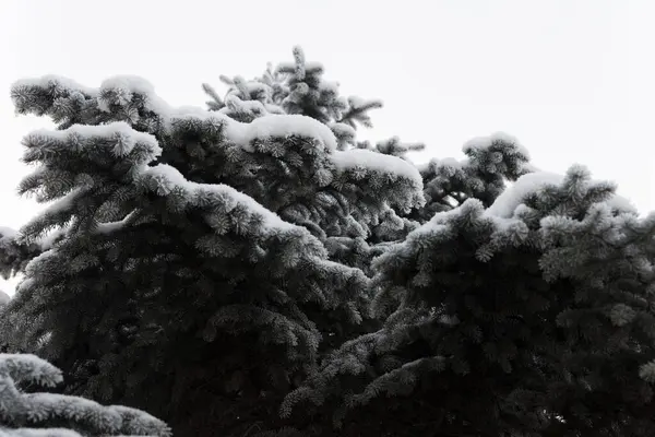 松树枝头覆盖着蓬松的黄霜和雪 底部视图 — 图库照片