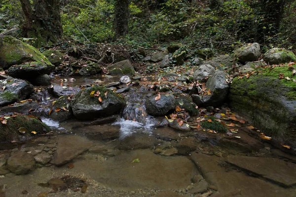 Вода Течет Скалистой Почве Опавшими Листьями Влажном Осеннем Лесу Узком — стоковое фото