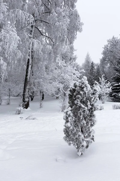 城市公园里树枝和灌木上松软的冻土 美丽的冬季风景 — 图库照片
