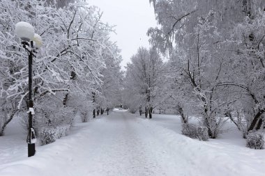 Şehir parkındaki yol boyunca ağaçların dallarında ve çalılarda tüylü toprağı. Güzel kış manzarası.