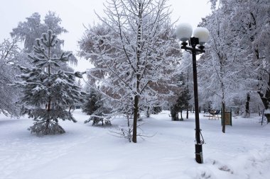 Şehir parkındaki ağaçların ve çalıların üzerinde tüylü bir kürk toprağı. Güzel kış manzarası.