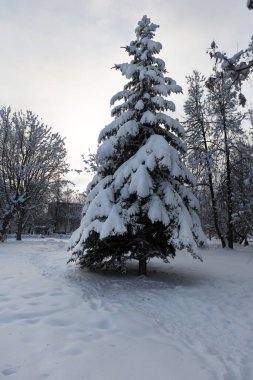 Genç ladin dalları açık bir kış akşamında şehir parkında karla kaplıdır. Kış manzarası.