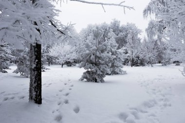 Şehir parkındaki ağaçların ve çalıların dalları pofuduk kar ve kar örtüsüyle kaplıdır..