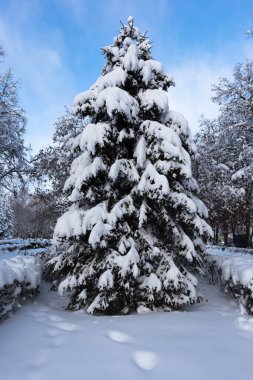 Genç ladin dalları açık bir kış akşamında şehir parkında karla kaplıdır. Kış manzarası.