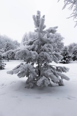 Şehir parkındaki ağaçların ve çalıların dalları pofuduk kar ve kar örtüsüyle kaplıdır..