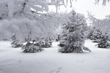 Şehir parkındaki ağaçların ve çalıların dalları pofuduk kar ve kar örtüsüyle kaplıdır..