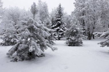 Şehir parkındaki ağaçların ve çalıların üzerinde tüylü bir kürk toprağı. Güzel kış manzarası.