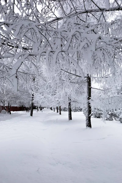 城市公园里的树枝和灌木丛被毛茸茸的霜雪覆盖着 — 图库照片