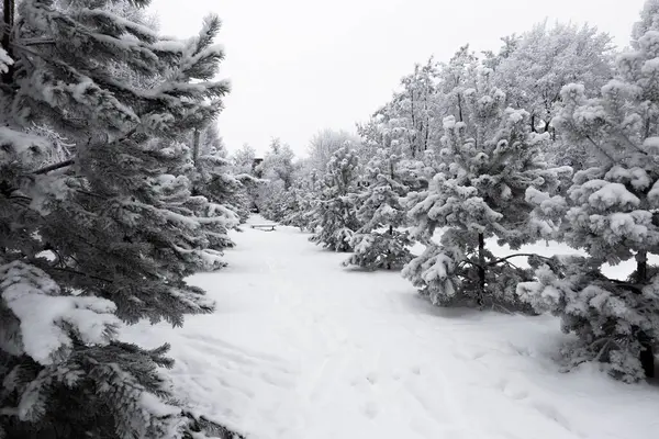 城市公园里的树枝和灌木丛被毛茸茸的霜雪覆盖着 — 图库照片