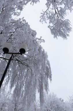 Ağaç dalları kabarık toprağı kaplamıştı. Aşağıdan güzel manzara.