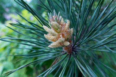 Bir çam ağacının ucunda sarı çiçekler..