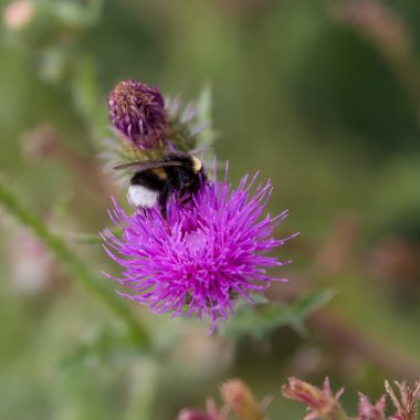 Yaban arısı devedikeni çiçeğinden nektar toplar. Doğal tozlaşma.