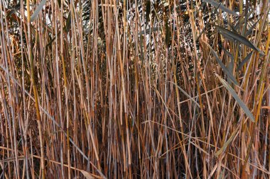 Sazlık kökleri. Doğal doku arkaplanı.