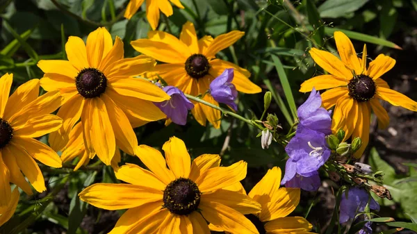 Siyah gözlü Susan. İlaç fabrikası. Parlak sarı bahçe çiçekleri, Rudbeckia.