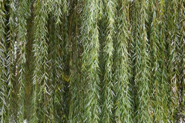 Asılmış söğüt dalları ve yeşil yapraklar. Doğal arkaplan.