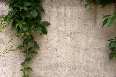 Yaban üzümlerinin yeşil yaprakları çatlamış beton duvarda asılı. Tasarım için doku.