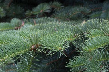 Ladin dalında taze taze yeşil iğneler. Yakın plan..