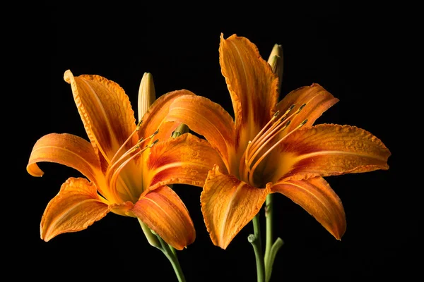 Koyu arkaplanda iki turuncu zambak çiçeği. Yakın plan..