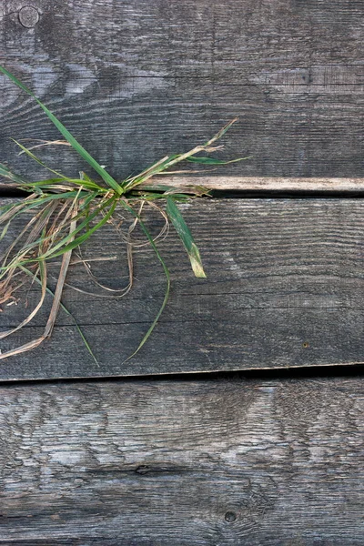 亀裂を介して発芽草の束を持つ古い風化板 — ストック写真