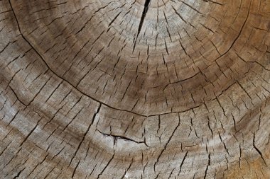 Ağaç gövdesinin enine kesitinin çatlamış yüzeyi. Yakın plan..