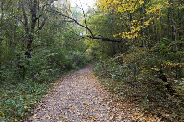 Toprak yol, ormanın derinliklerinde, sonbahar ormanının eteklerinde yaprakları dökülmüş..