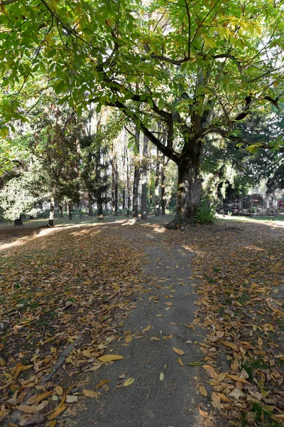 公園内の道は古い木で 黄色の葉で覆われています — ストック写真