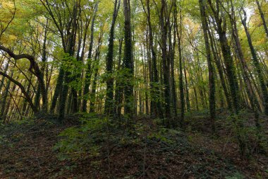 Ağaçlar sarmaşıklı Ormanın gövdesinde Dağ yamacında.