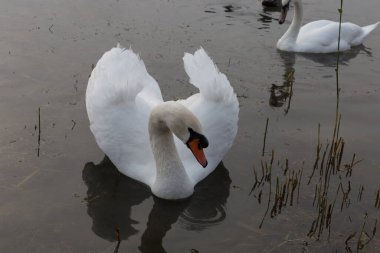 Gölün pürüzsüz yüzeyinde yükseltilmiş kanatları olan beyaz kuğu. Ön görünüm.