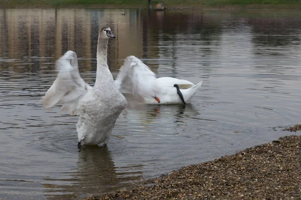 Cisne Orilla Del Lago Borde Del Agua Con Alas Elevadas — Foto de Stock