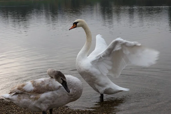 Två Svanar Vid Sjön Vid Vattenbrynet Varav Med Upphöjda Vingar — Stockfoto