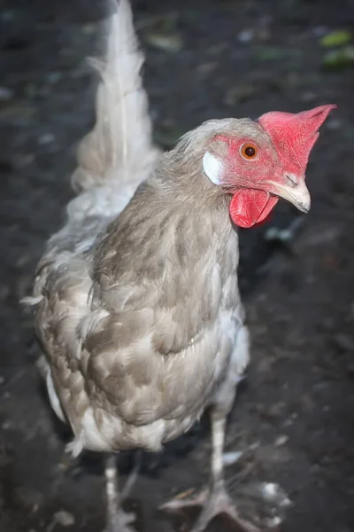 Frango Marrom Claro Close Olha Para Lente — Fotografia de Stock