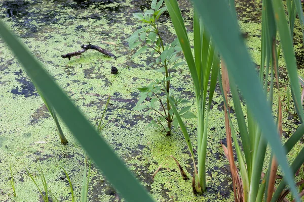 Vegetação Fluvial Fresca Com Diferentes Tons Verde Cresce Superfície Água — Fotografia de Stock