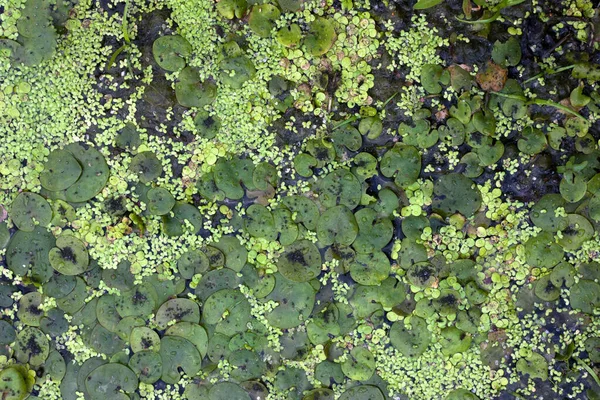 Lirios Hierba Agua Superficie Del Agua Vegetación Del Río Pantano —  Fotos de Stock