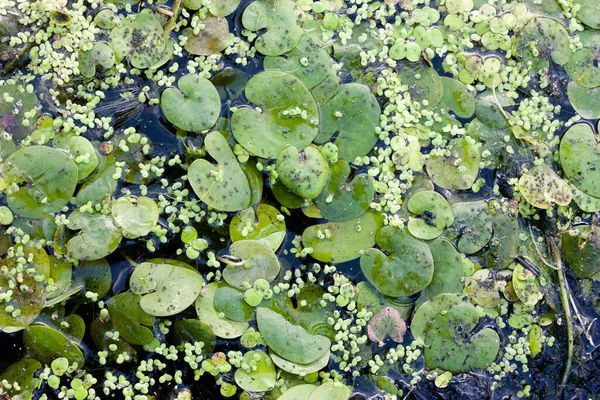 Duckweed and water lilies on the water surface, close-up. River and marsh vegetation.